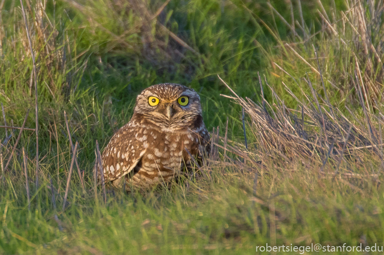 hayward regional shoreline